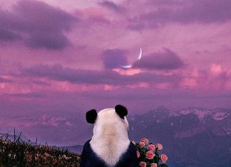 Panda Wallpaper HD Free download.