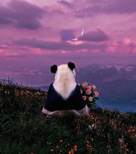 Panda Wallpaper HD Free download.