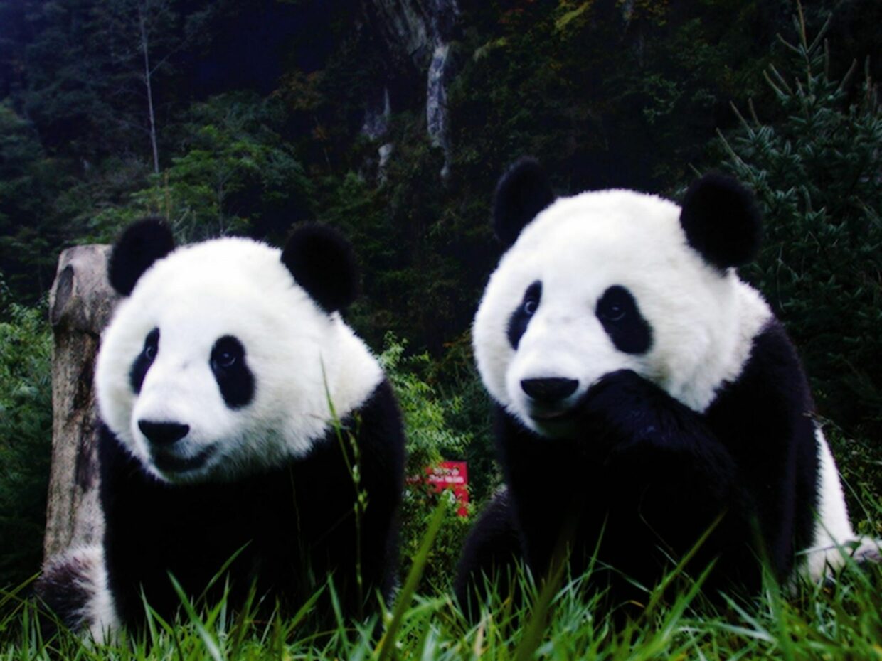 Panda HD Wallpapers High Quality - PixelsTalk
