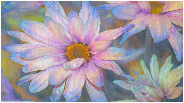 Pastel Aesthetic Wallpaper HD Flower.