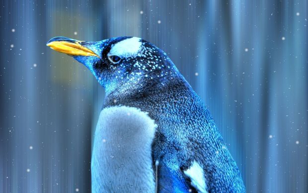 Penguin HD Wallpaper Free download.