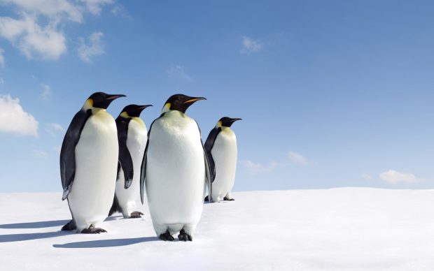 Penguin Wide Screen Wallpaper.