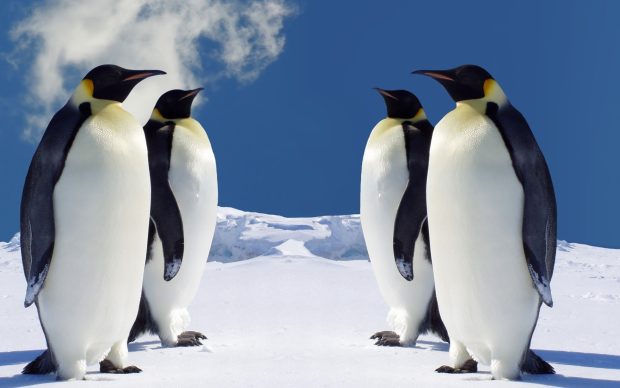 Penguin Wide Screen Wallpaper HD.