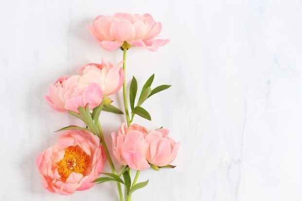 Peony Desktop Wallpaper.