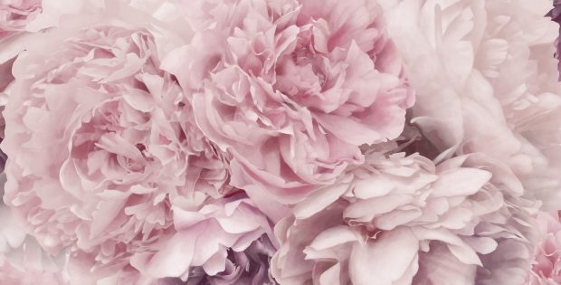 Peony Pictures Free Download.
