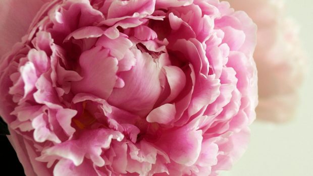 Peony Wide Screen Wallpaper HD.