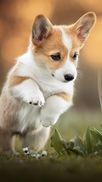 Phone Corgi Wallpaper HD.