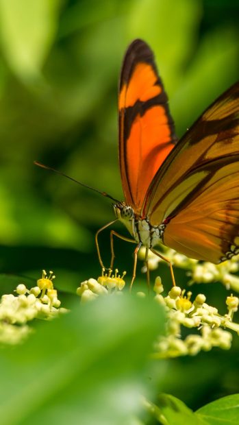 Phone HD Background Butterfly.