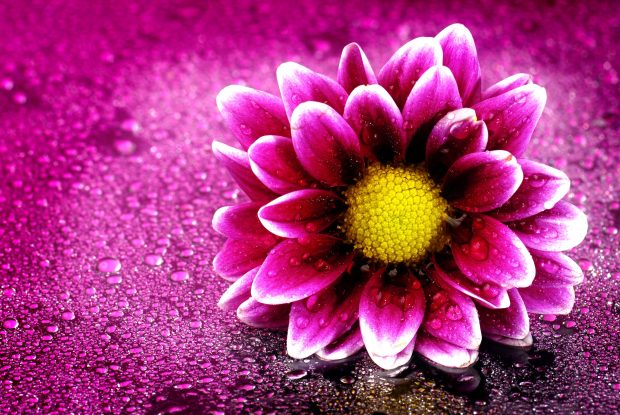 Pink 3D Flower Background.