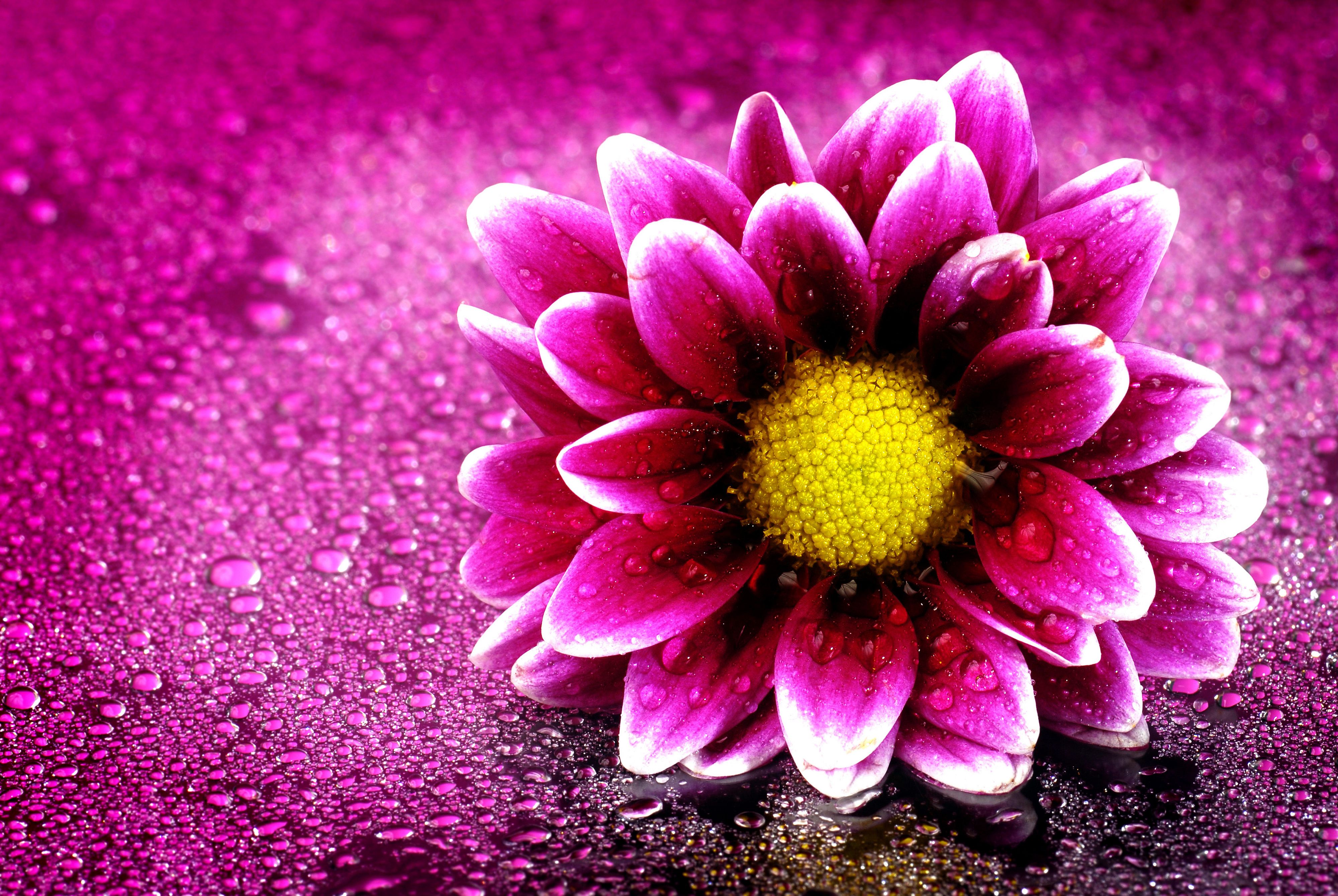 Free download 3D Flower Wallpapers 