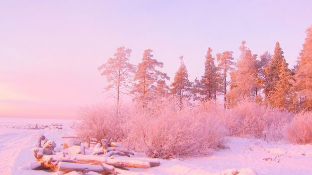 Pink Aesthetic Wallpaper Winter Jungle.