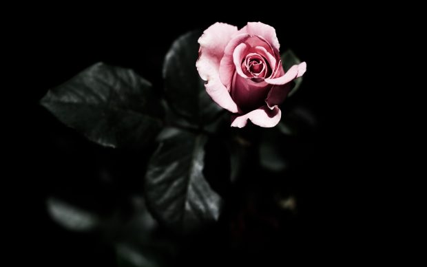 Pink Black Rose Wallpaper HD.