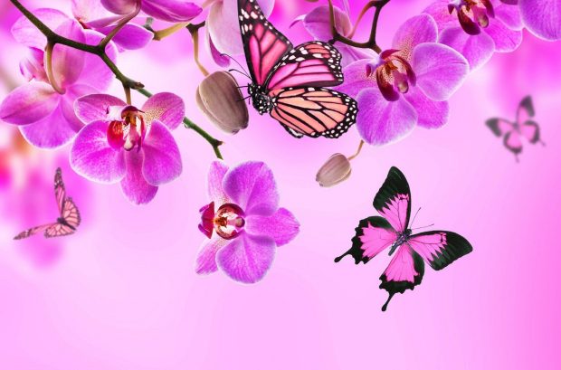 Pink Butterflies Wallpaper HD.