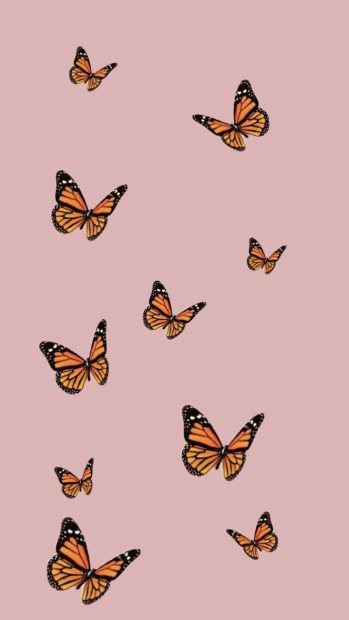 Pink Butterfly HD Wallpaper Free download.