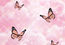 Pink Butterfly Wallpaper HD Free download.