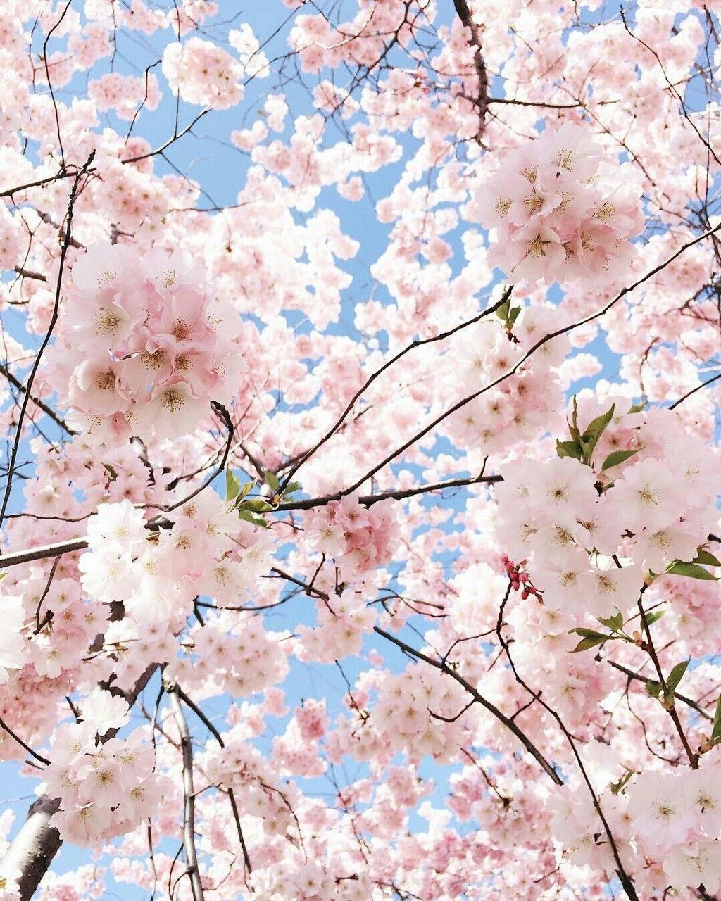 Cherry Blossom Aesthetic Pastel Cherry Blossom HD phone wallpaper  Pxfuel