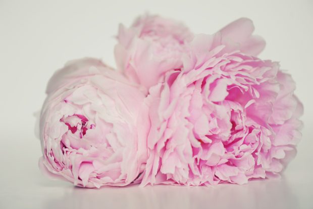 Pink Peony Wallpaper HD.