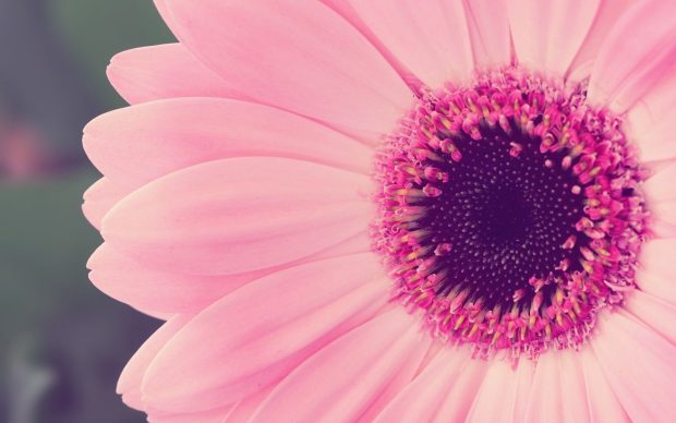 Pink Wallpaper Aesthetic Desktop Wallpaper Flower.