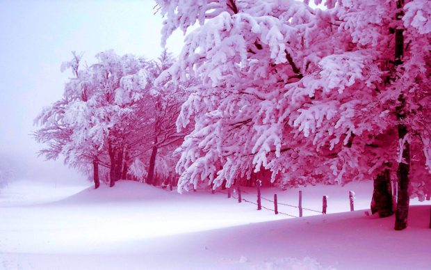 Pink Winter Background.