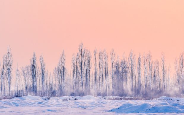 Pink Winter Desktop Background.