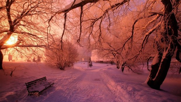 Pink Winter HD Wallpaper.