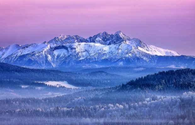 Pink Winter Photo.