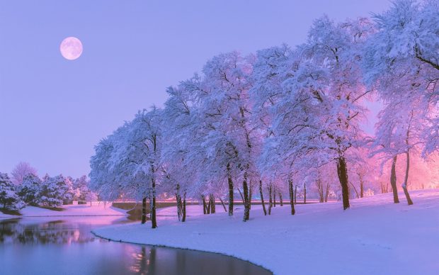 Pink Winter Pictures.