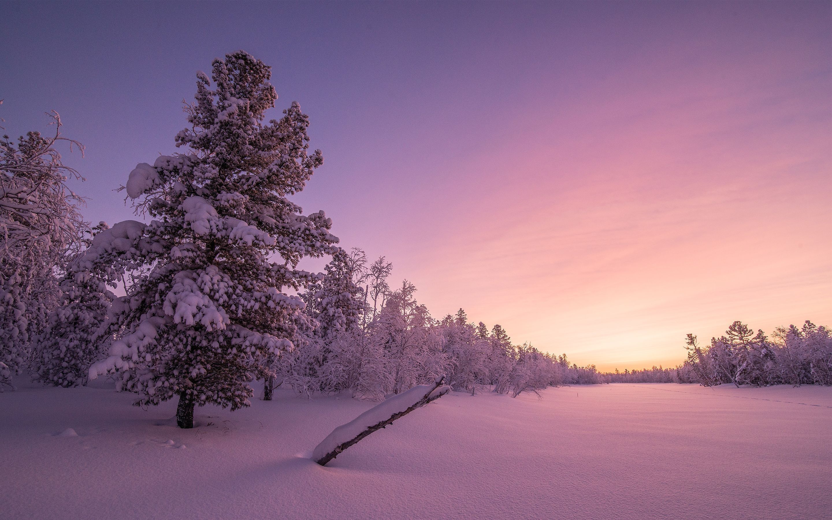 Pink Winter Desktop Wallpapers  Wallpaper Cave