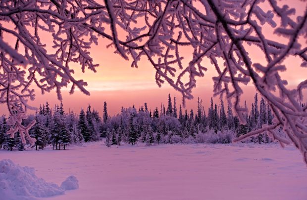 Pink Winter Wallpaper for Windows.