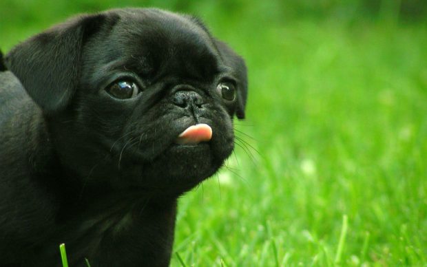 Pug HD Wallpaper.