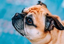 Pug HD Wallpaper Free download.