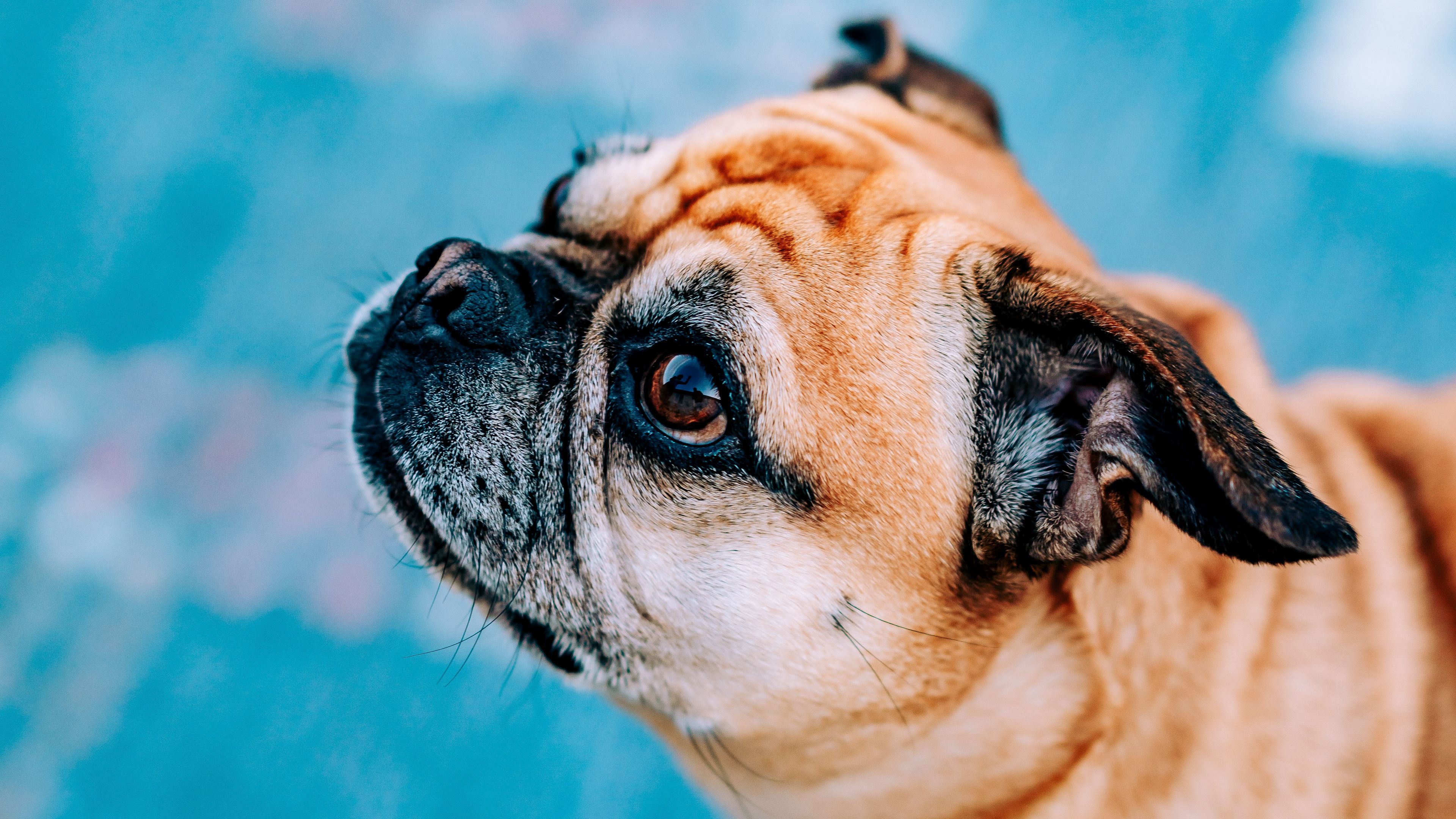 Pug Wallpapers: Free HD Download [500+ HQ] | Unsplash