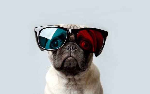 Pug Wallpaper Free Download.