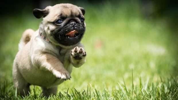 Pug Wide Screen Wallpaper.