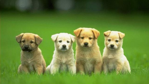 Puppies HD Wallpaper Free download.