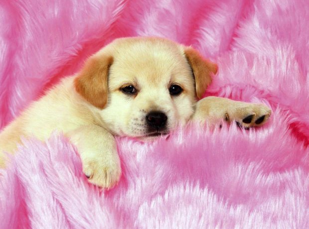 Puppies Lovely Wallpaper HD.