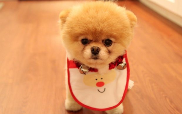 Puppies Wallpaper High Quality.