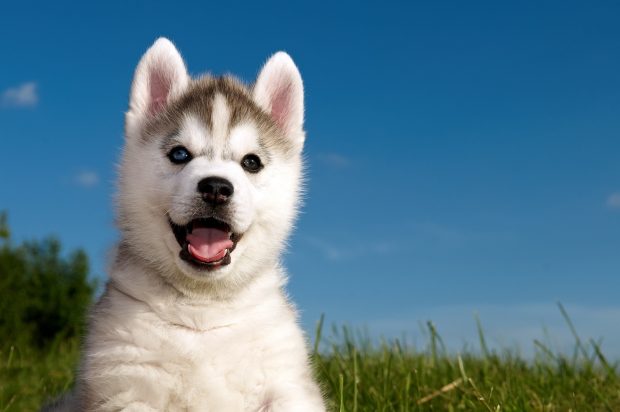 Puppy Husky Wallpaper HD.