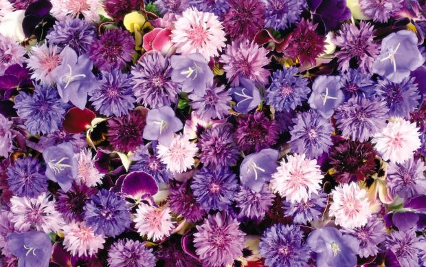 Purple Aesthetic Flower Backgrounds.