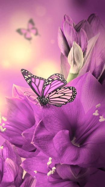 Purple Butterfly Background HD.