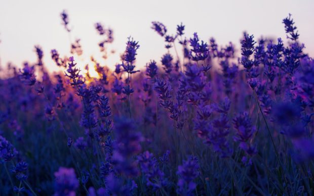 Purple Flower Backgrounds Aesthetic.