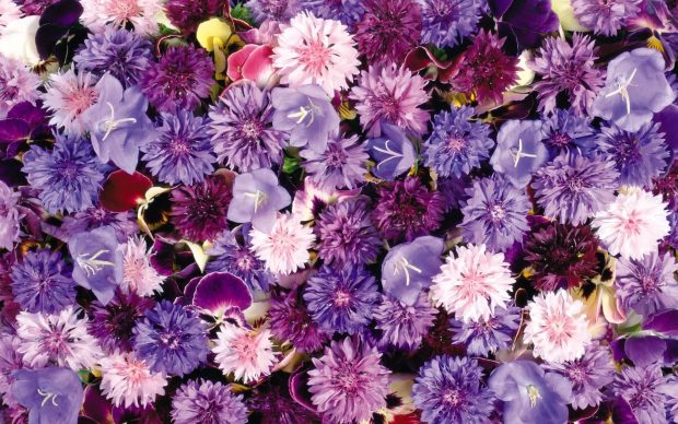 Purple Wallpaper Aesthetic Wallpaper HD 1080p Flower.