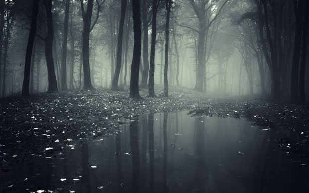 Rain Dark Forest Wallpaper HD.