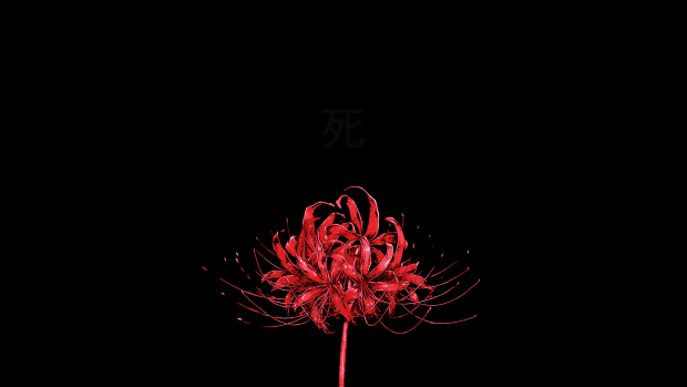 Red Aesthetic Wallpaper HD Flower.