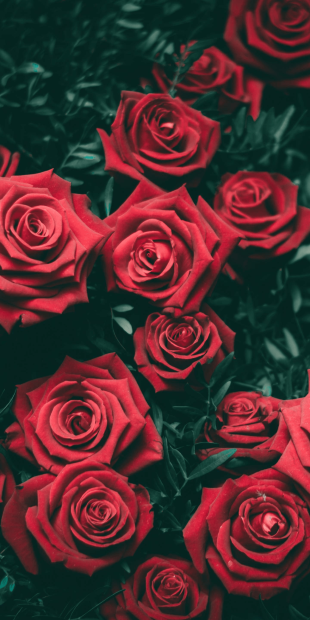 Red Aesthetic Wallpaper HD Roses.