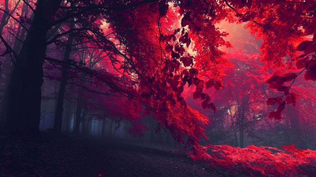 Red Forest Cool Desktop Backgrounds HD.