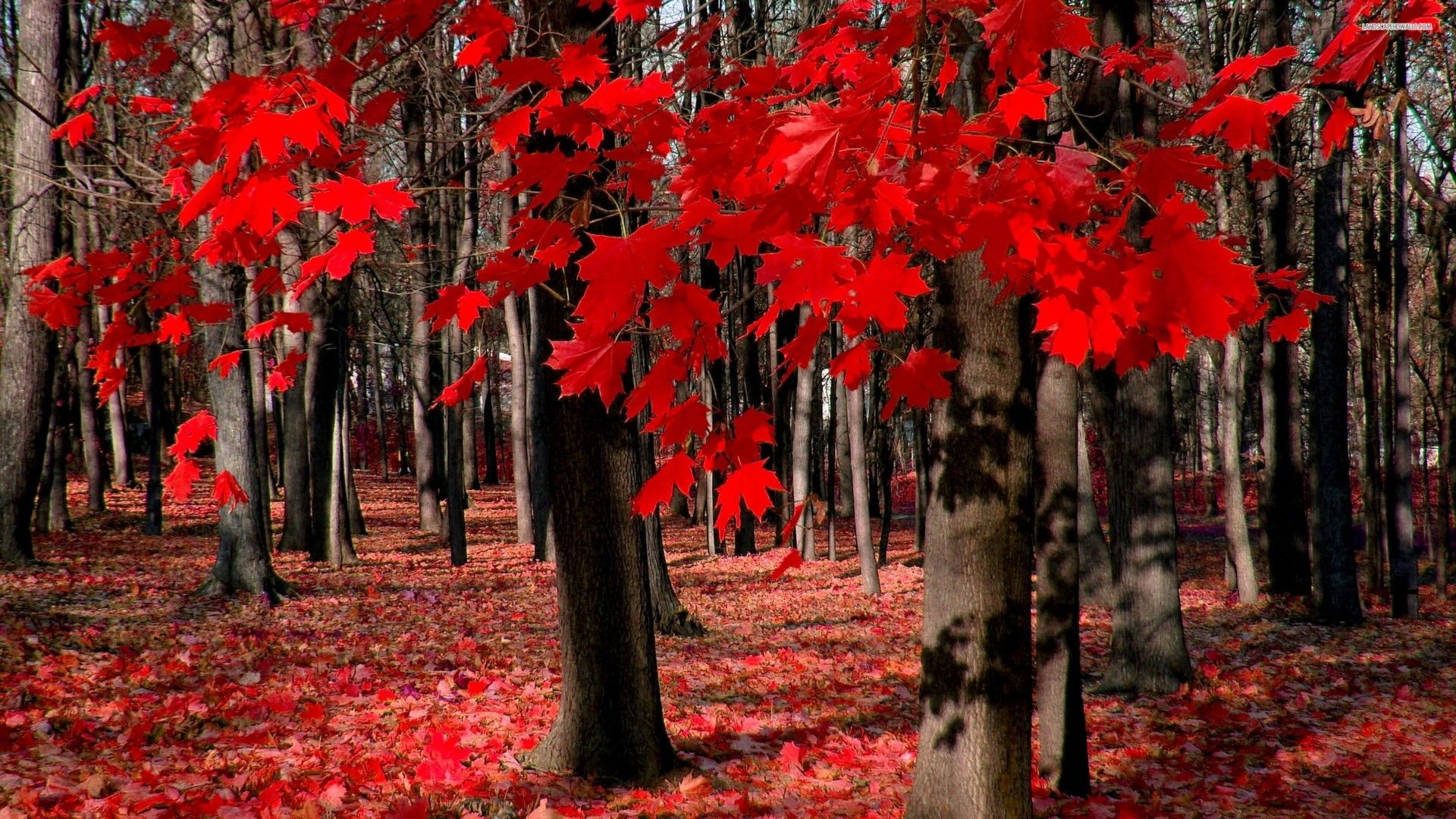 Wallpaper Red Tree Tree Red Colored Forest Background  Download Free  Image
