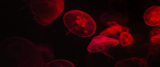 Red Jellyfish Wallpaper HD.