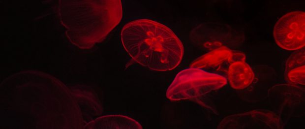 Red Jellyfish Wallpaper HD.