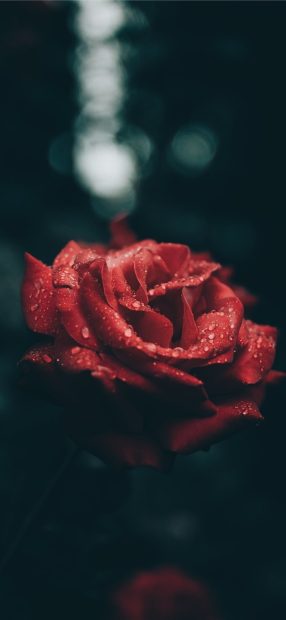 Red Rose Iphone 11 Wallpaper Aesthetic HD.